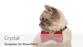  Presentation with red white grey - Colorful presentation theme enhanced with curious grey cat lying on white background with red bowtie turns head to side backdrop and a light gray colored foreground