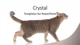  Presentation with walking cat - Colorful PPT theme enhanced with curious grey cat walk backdrop and a white colored foreground