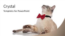  Presentation with red white grey - Slide set consisting of bowties - curious grey cat wearing red background and a white colored foreground