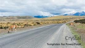  Presentation with lama - Beautiful presentation theme featuring curious-guanaco-lama-lama-guanicoe backdrop and a light gray colored foreground
