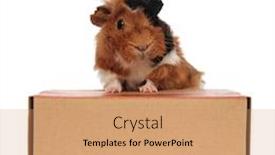  Presentation with box carton - Presentation theme featuring curious-guinea-pig-climbs background and a coral colored foreground