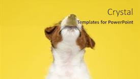  Presentation with russell - PPT theme enhanced with curious-jack-russell-terrier-cub background and a yellow colored foreground