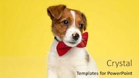  Presentation with russell - Beautiful presentation theme featuring curious-jack-russell-terrier-wearing backdrop and a blonde colored foreground