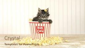  Presentation with popcorn - Beautiful presentation design featuring curious-kitten-in-a-popcorn backdrop and a lemonade colored foreground