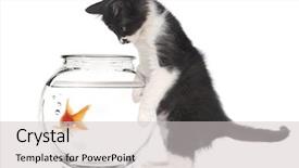 Presentation with goldfish - Audience pleasing theme consisting of curious kitten looking at goldfish backdrop and a light gray colored foreground