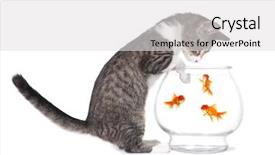  Presentation with fish aquarium - Theme featuring curious kitten watching fish swim background and a light gray colored foreground