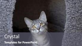  Presentation with cat - Theme with curious-kitty-cat-looking-up background and a gray colored foreground