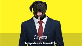  Presentation with navy blue - Slide set consisting of curious-labrador-puppy-looking-up background and a wine colored foreground