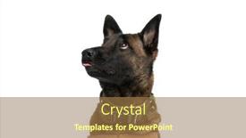  Presentation with body - PPT theme consisting of curious-little-belgian-shepherd-dog background and a coral colored foreground