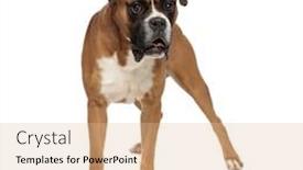  Presentation with boxer - Audience pleasing PPT theme consisting of curious-little-boxer-standing backdrop and a coral colored foreground