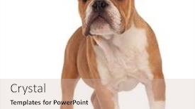  Presentation with english bulldog - Amazing theme having curious little brown english bulldog backdrop and a soft green colored foreground