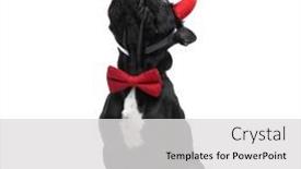  Presentation with bully - PPT layouts enhanced with curious-little-bully-dog background and a light gray colored foreground