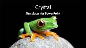  Presentation with frog - Colorful PPT theme enhanced with curious little frog sitting on a rock closeup isolated on black red-eyed tree frog agalychnis callidryas backdrop and a black colored foreground