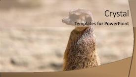  Presentation with wild west for - Colorful presentation theme enhanced with curious meerkat in the wild backdrop and a soft green colored foreground