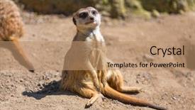 Presentation with wild west for - Slide deck consisting of curious meerkat in the wild background and a coral colored foreground