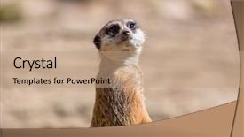  Presentation with curious sky - Theme having curious meerkat in the wild background and a coral colored foreground