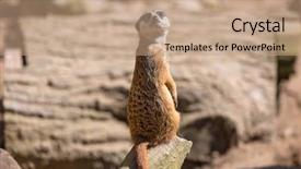  Presentation with wild sex - Slide deck featuring curious meerkat in the wild background and a coral colored foreground