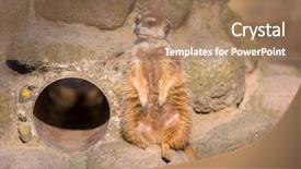  Presentation with zoo - Slide deck with curious meerkat in the zoo background and a coral colored foreground