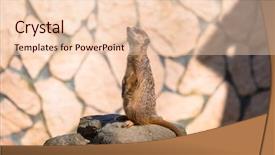  Presentation with zoo - PPT layouts having curious meerkat in the zoo background and a lemonade colored foreground