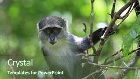  Presentation with zanzibar - Slide set consisting of curious monkey in green forest background and a tawny brown colored foreground