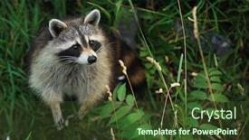  Presentation with forest - Audience pleasing PPT layouts consisting of curious-raccoon-in-a-forest backdrop and a tawny brown colored foreground