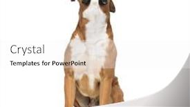  Presentation with boxer - Presentation theme featuring curious-seated-boxer-looking-straight background and a white colored foreground
