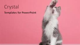  Presentation with pink cat - Theme having curious-small-british-shorthair-cat background and a coral colored foreground