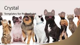  Presentation with pets - PPT layouts enhanced with curious team of nine pets background and a  colored foreground