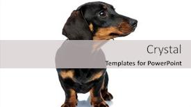  Presentation with listening - PPT theme consisting of curious-teckel-puppy-looking-away background and a light gray colored foreground