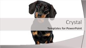  Presentation with forward - Audience pleasing slide deck consisting of curious-teckel-puppy-looking-forward backdrop and a light gray colored foreground