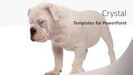  Presentation with english bulldog - Audience pleasing slide deck consisting of curious white english bulldog stands on white background and looks down to side backdrop and a lemonade colored foreground