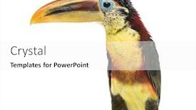  Presentation with white - Presentation with curl-crested-aracari-isolated background and a white colored foreground