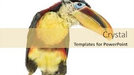  Presentation with white - Slide deck with curl-crested-aracari-isolated background and a yellow colored foreground