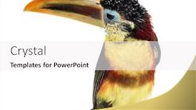  Presentation with brown sugar isolated on white - Audience pleasing slide deck consisting of curl-crested-aracari-isolated backdrop and a white colored foreground