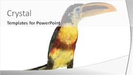  Presentation with white pom pom pom pom - Presentation theme consisting of curl-crested-aracari-isolated background and a white colored foreground