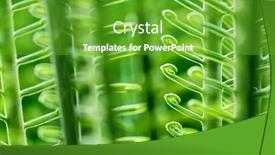  Presentation with sago - Amazing slides having curled-green-fronds backdrop and a shamrock green colored foreground