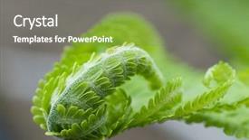  Presentation with green leaf - Slides featuring pteridophyta - curled leaf of green fern background and a gray colored foreground