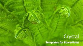  Presentation with fern - Presentation theme enhanced with curled-young-fern-leaves-fresh background and a  colored foreground