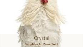  Presentation with feathered - Cool new presentation theme with curly feathered rooster facing isolated on white backdrop and a lemonade colored foreground