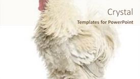  Presentation with feathered - Slides with curly feathered rooster isolated on white background and a cream colored foreground