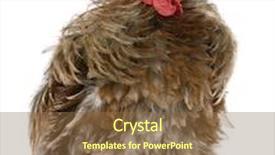  Presentation with feathered - PPT layouts having curly feathered rooster pekin 1 years old standing in front of white background background and a tawny brown colored foreground
