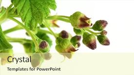  Presentation with currant - PPT theme consisting of currant branch isolated on white background and a blonde colored foreground