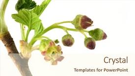  Presentation with currant - Presentation theme featuring currant branch isolated on white background and a cream colored foreground