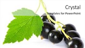  Presentation with currant - PPT layouts consisting of currant fruits background and a white colored foreground