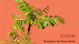  Presentation with curry leaves - Beautiful PPT layouts featuring curry-leaves-plant-against-orange backdrop and a coral colored foreground