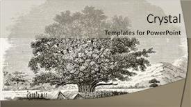  Presentation with old fashioned about history of wika - Slides with curton - ficus sycomorus old illustration created background and a light gray colored foreground