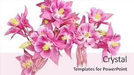  Presentation with pink white - Colorful PPT theme enhanced with curve isolated over white backdrop and a lemonade colored foreground