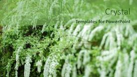  Presentation with abstract purple curved - PPT layouts consisting of curved-branches-of-blossoming-germander background and a seafoam green colored foreground