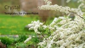  Presentation with book curved into heart - Presentation design with curved-branches-of-blossoming-germander background and a coral colored foreground