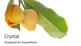  Presentation with apple flower - Cool new presentation theme with custard apple - beautiful soursop flower bud isolated backdrop and a white colored foreground